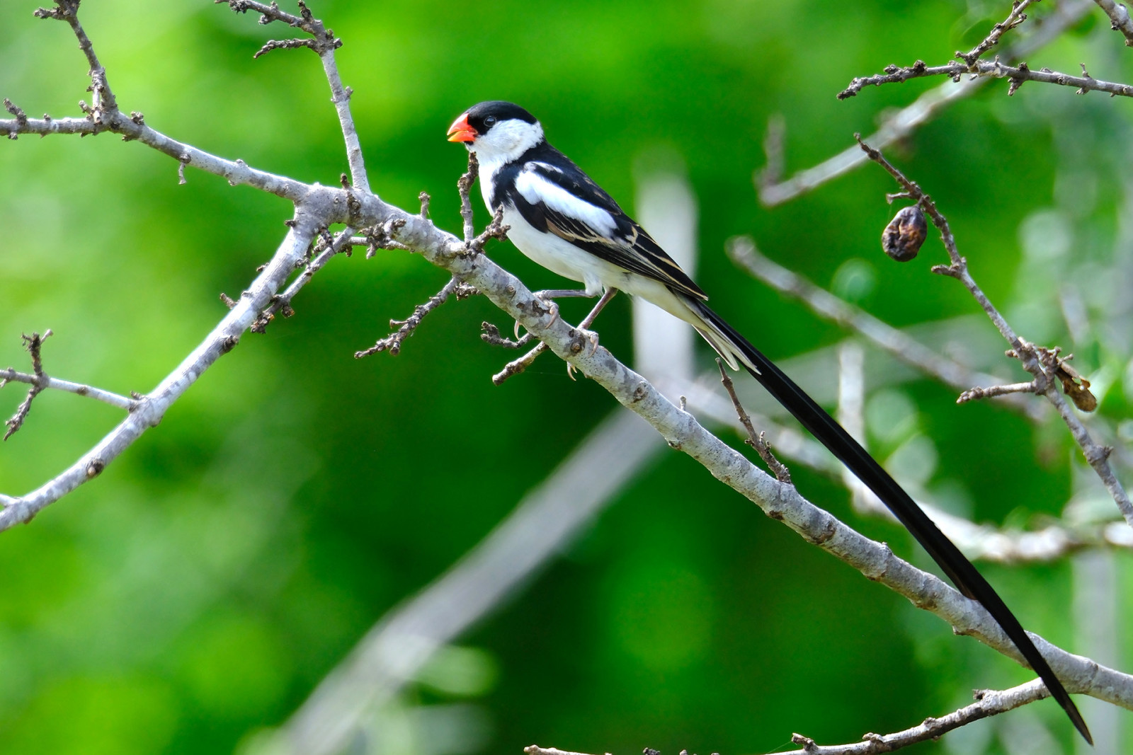 image Pin-tailed Whydah
